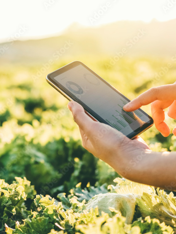 Mobile phone being held in a field